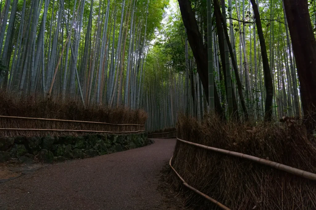 Arashiyama bamboo grove path, Kyoto