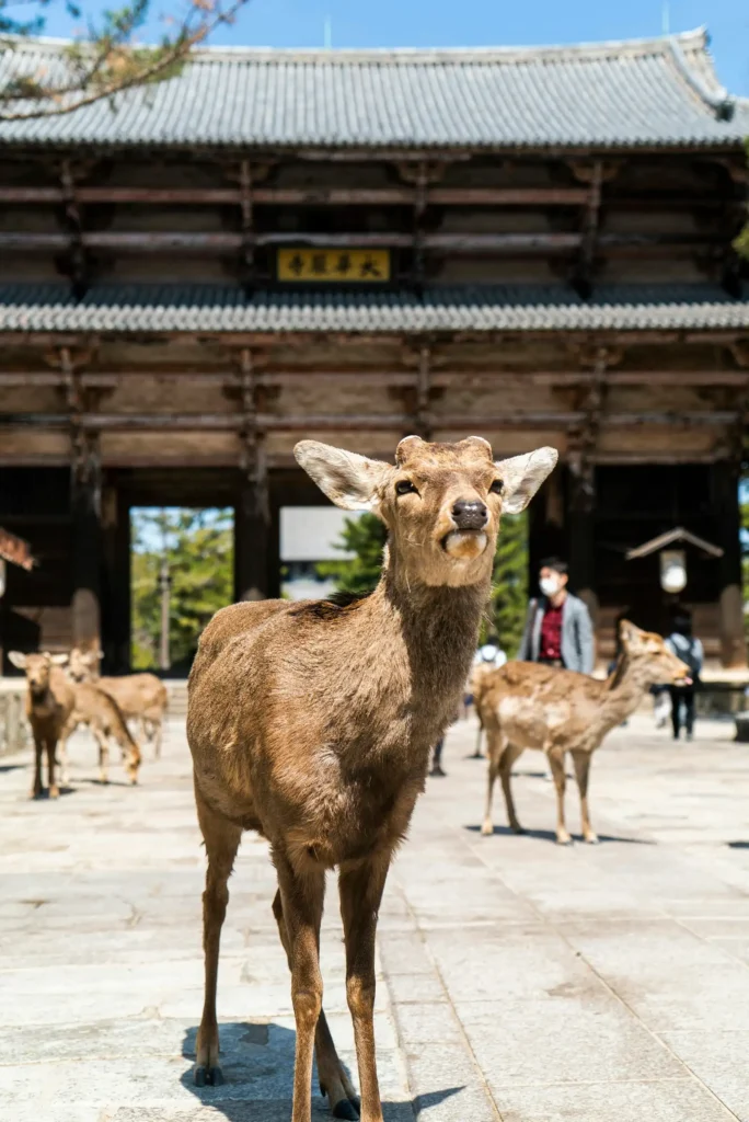 奈良公園の鹿と東大寺
